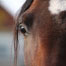 Horse val di sole - trentino