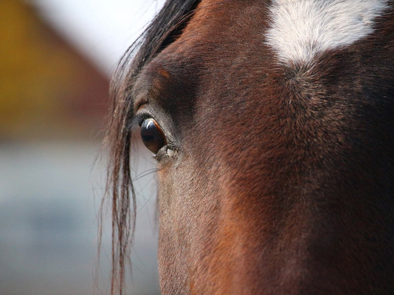 Horse val di sole - trentino